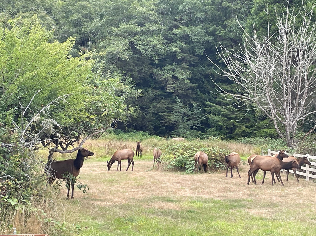 Wildtrail Tours-Arcata必去景点