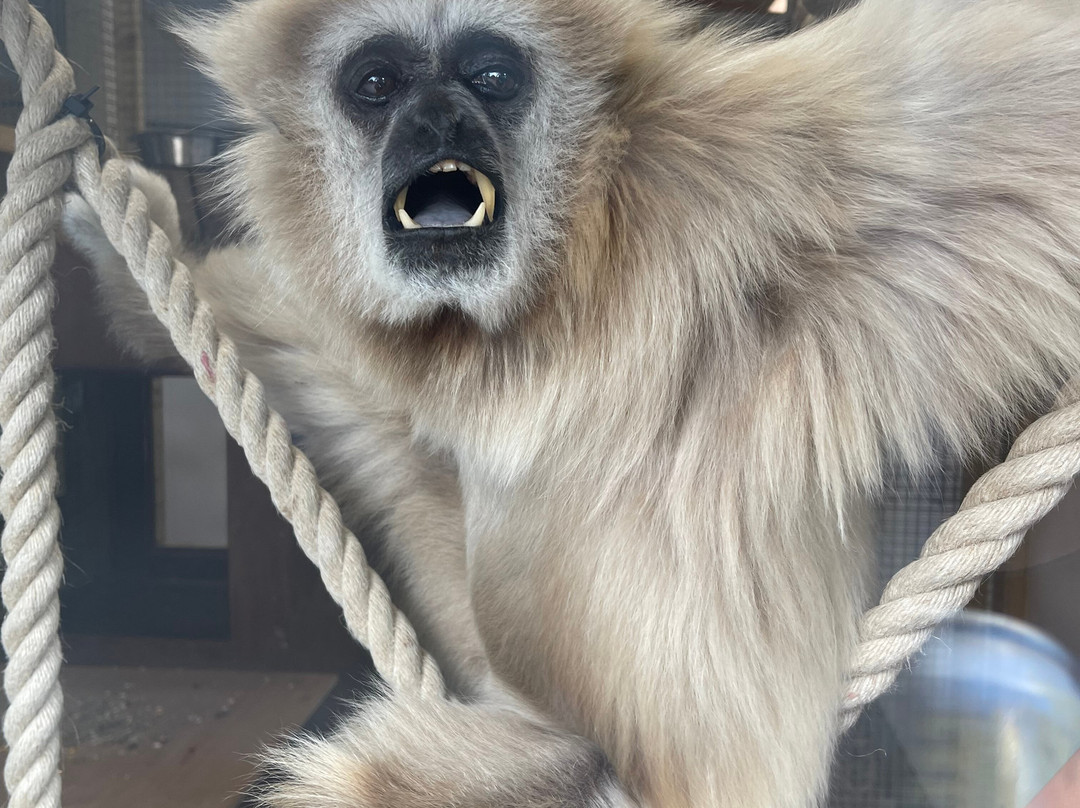 Welsh Mountain Zoo-科尔温湾必去景点