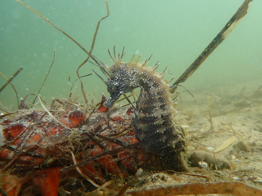 Passeios Ria Formosa-Fuseta必去景点