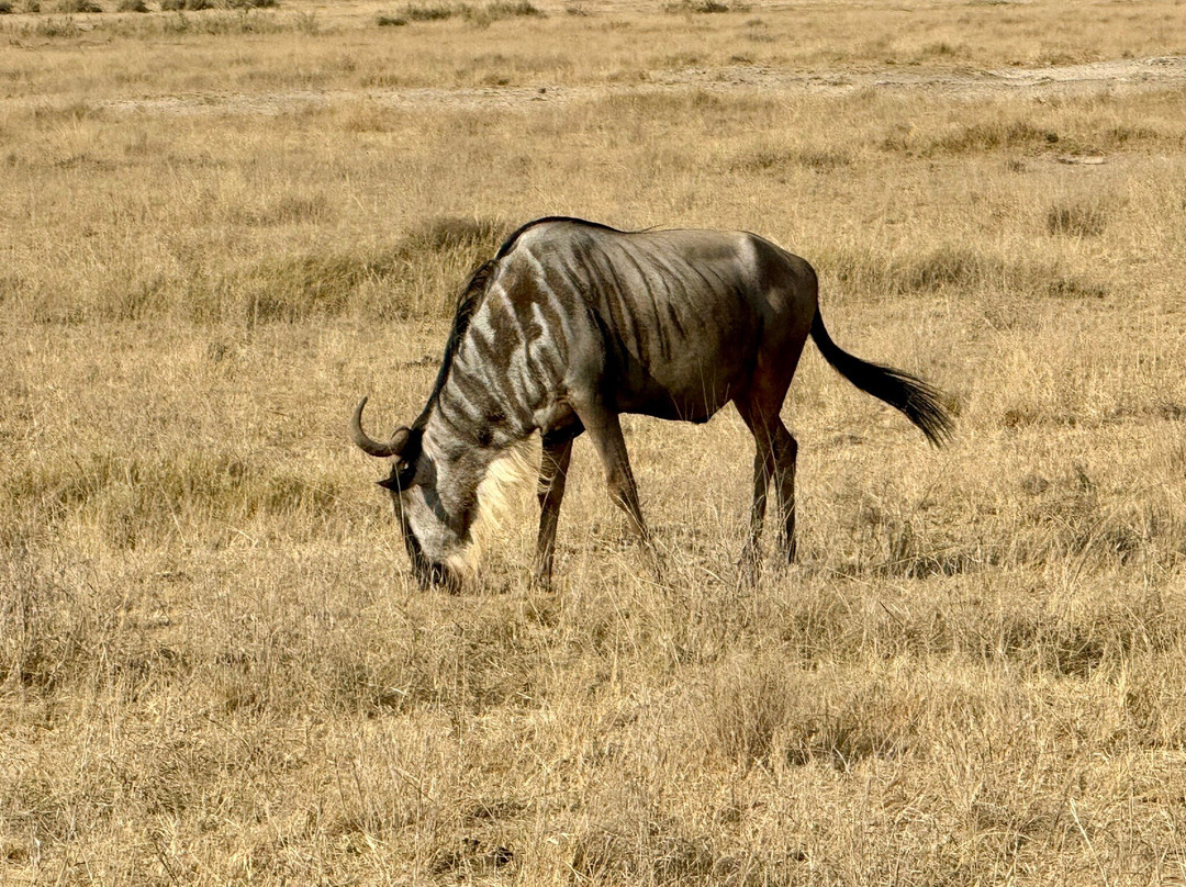 Alligator Adventures Tours & Safaris-纳罗克必去景点