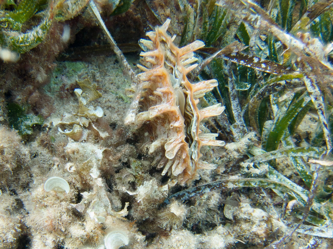 Mero Diving-Cala Ratjada必去景点