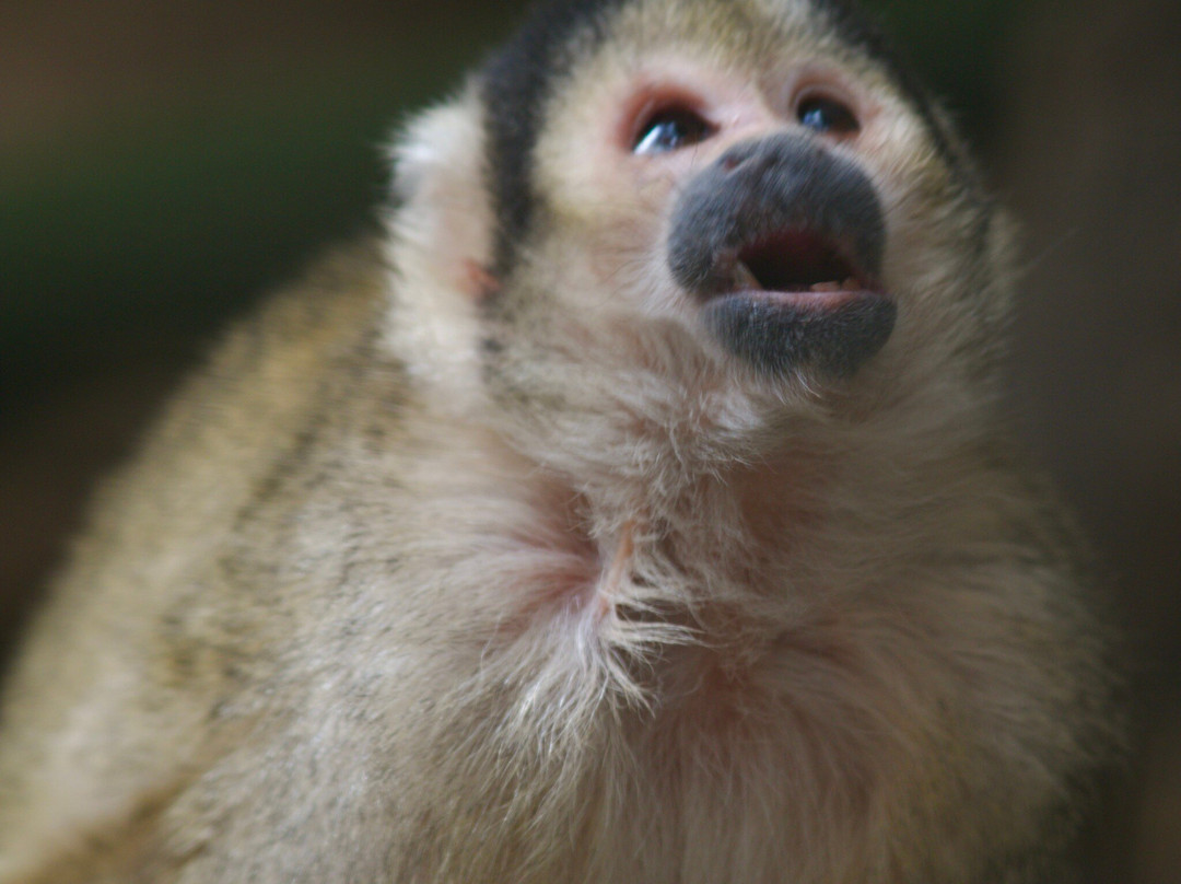 World of Birds-开普敦中心区必去景点