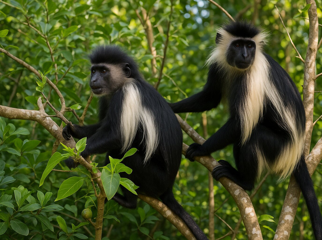 Colobus Conservation-迪亚尼必去景点