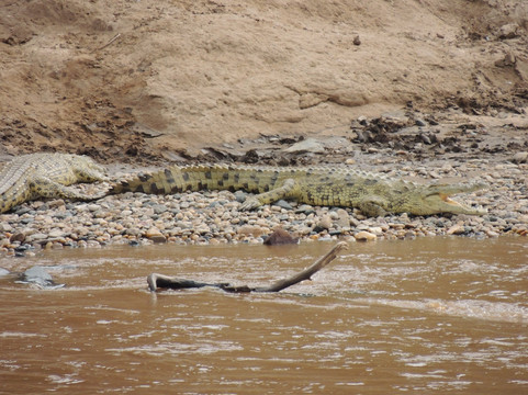 Cotis Safaris-内罗毕必去景点