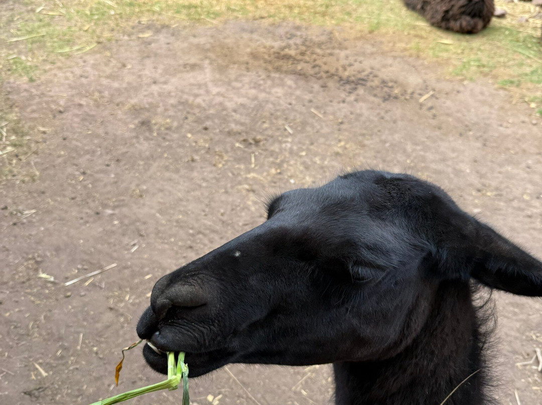 Awana Kancha-库斯科必去景点