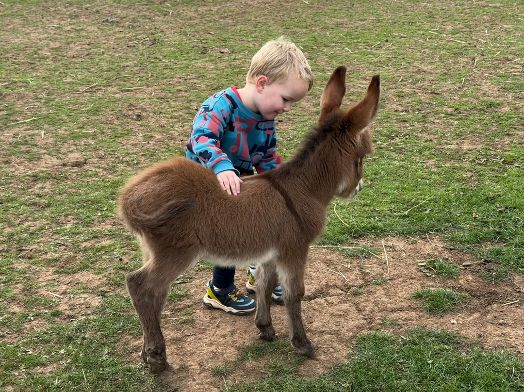 Lucky Tails Alpaca Farm-Atherstone必去景点