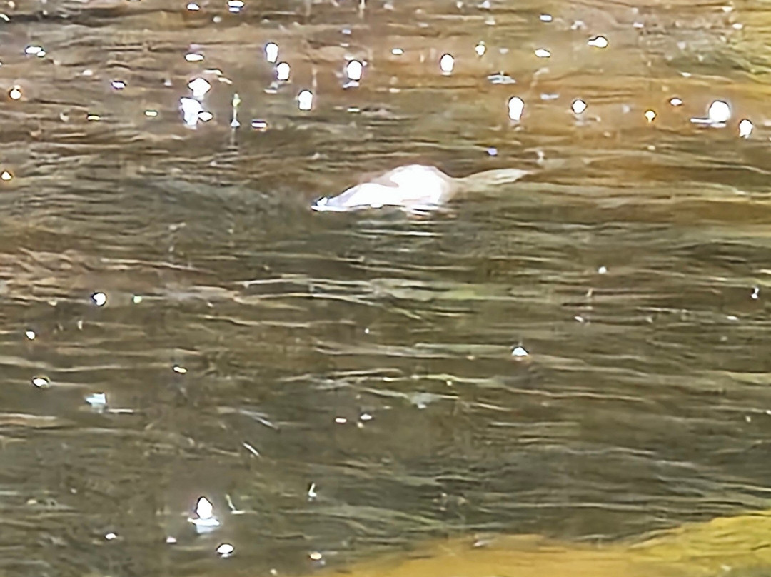 Halls Falls-Pyengana必去景点