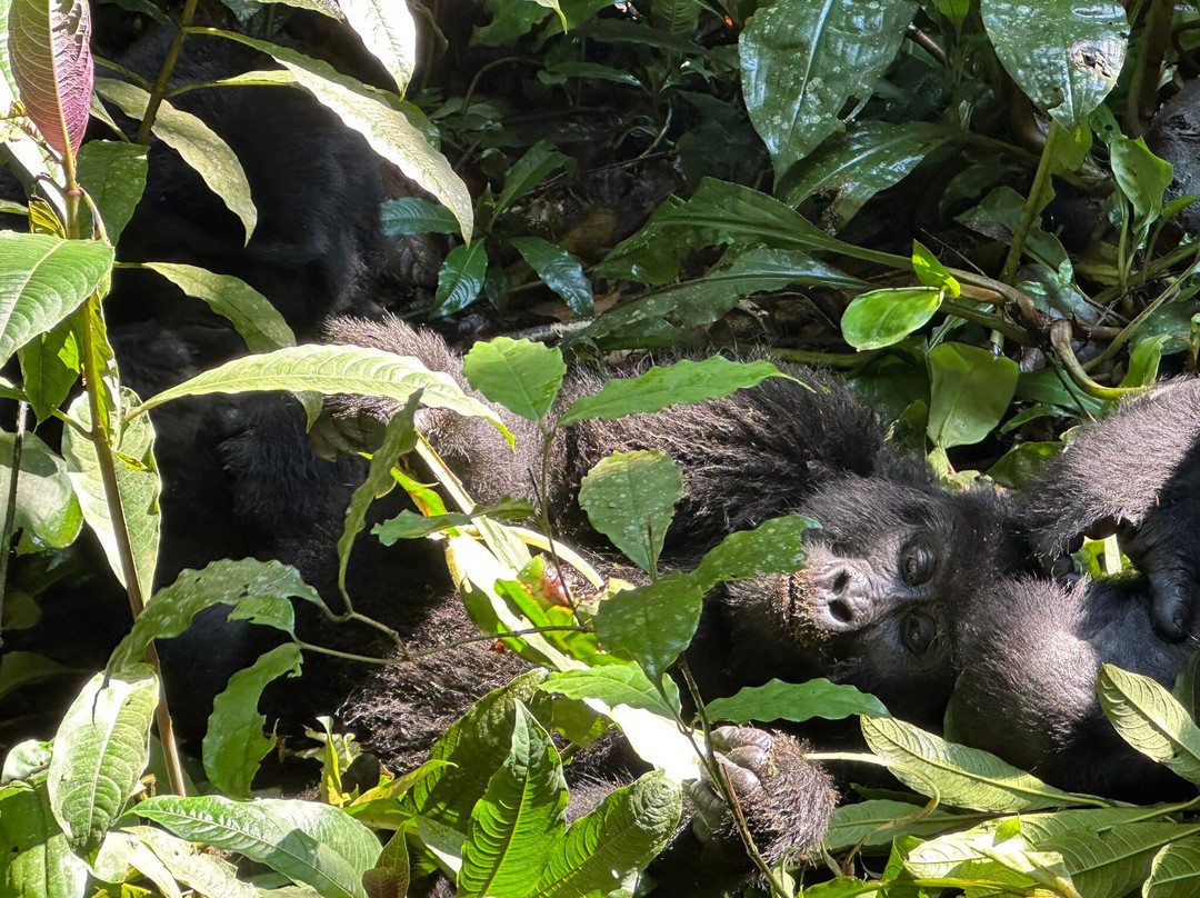 Safaris By Jon-坎帕拉必去景点