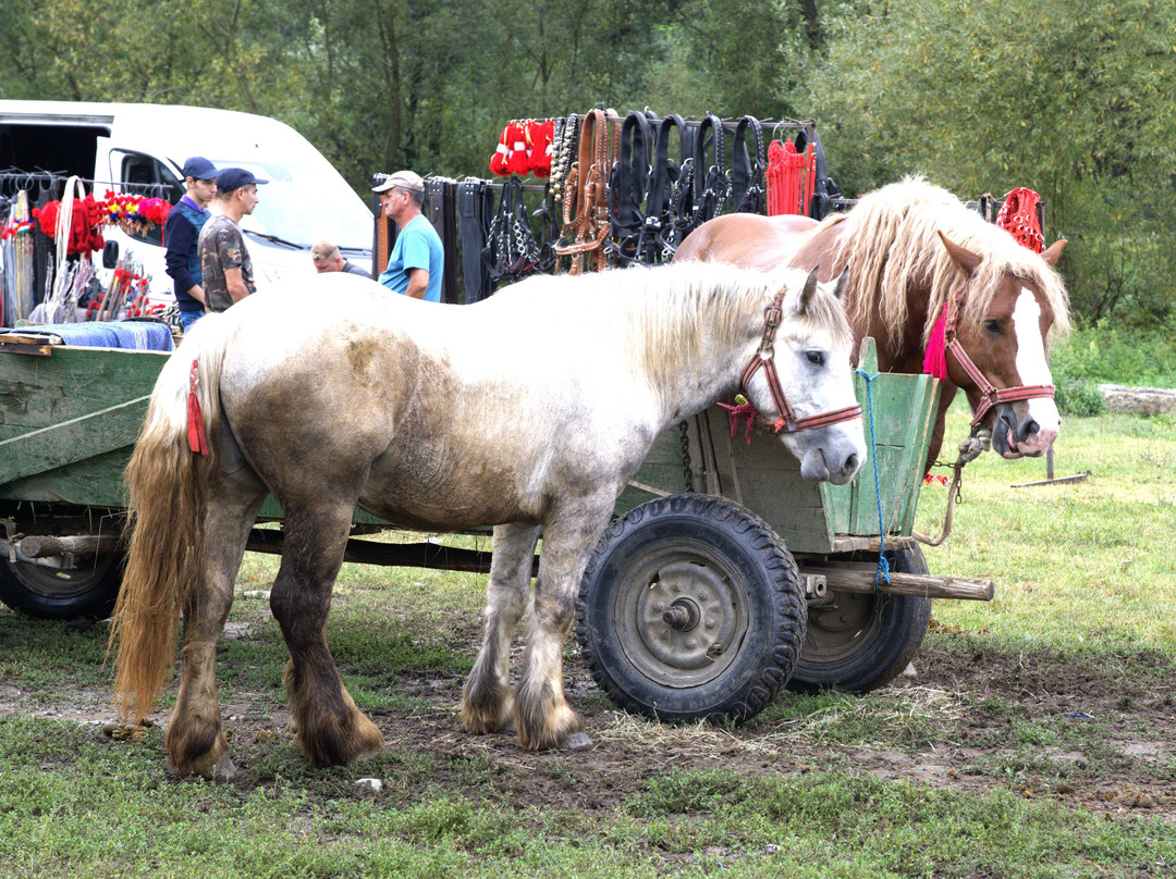 True Romania Tours-阿拉德必去景点