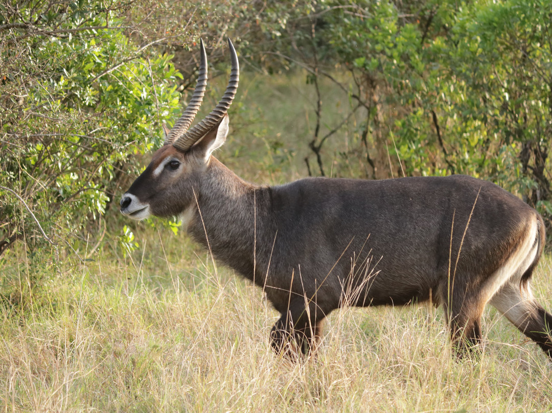Wildtrek Tanzania Safaris-阿鲁沙必去景点