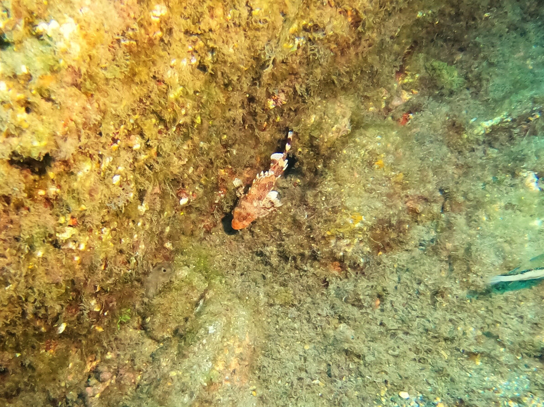 Manta Diving Madeira-Canico必去景点