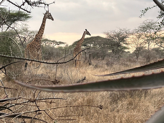 Escape To Tanzania Trekking & Safaris-莫西必去景点