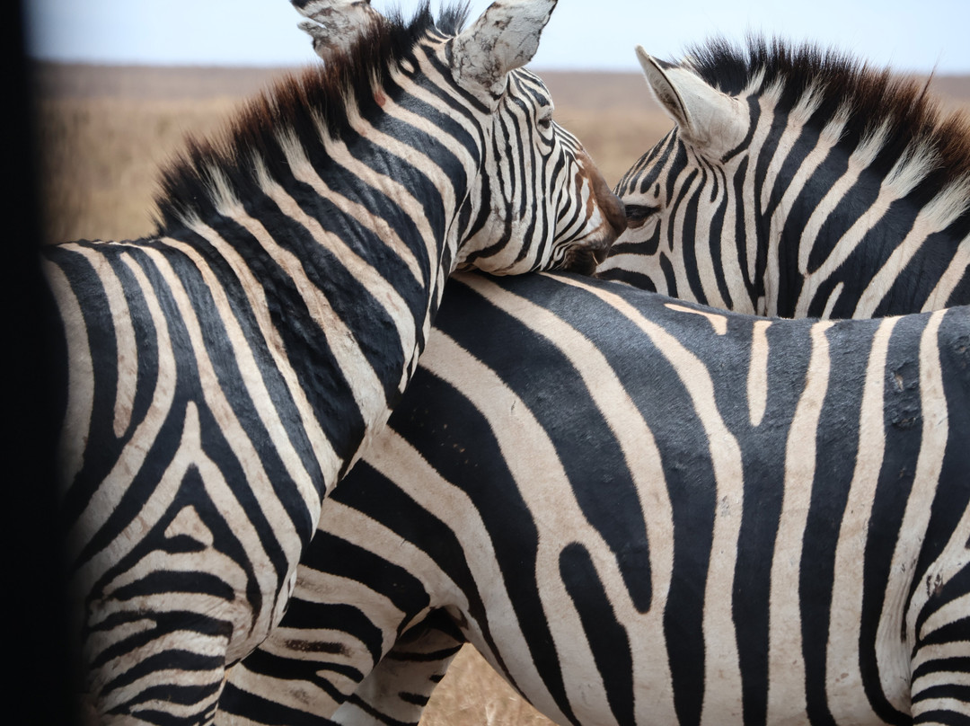 Entice Africa Safaris-内罗毕必去景点