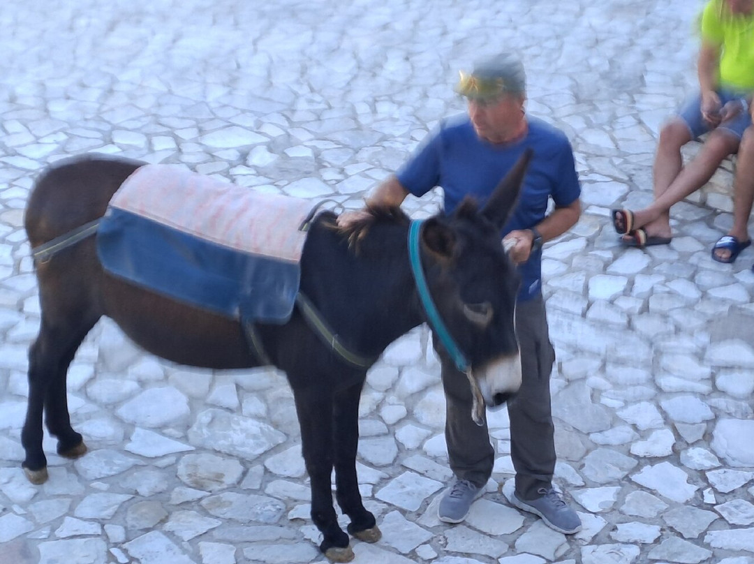 Golden Donkeys Farm-Skarinou必去景点