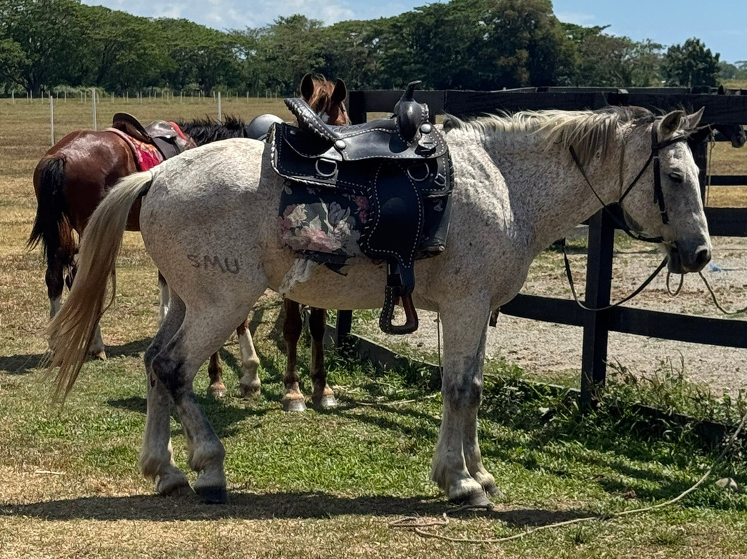 Rosie Holidays Fiji-纳迪市必去景点