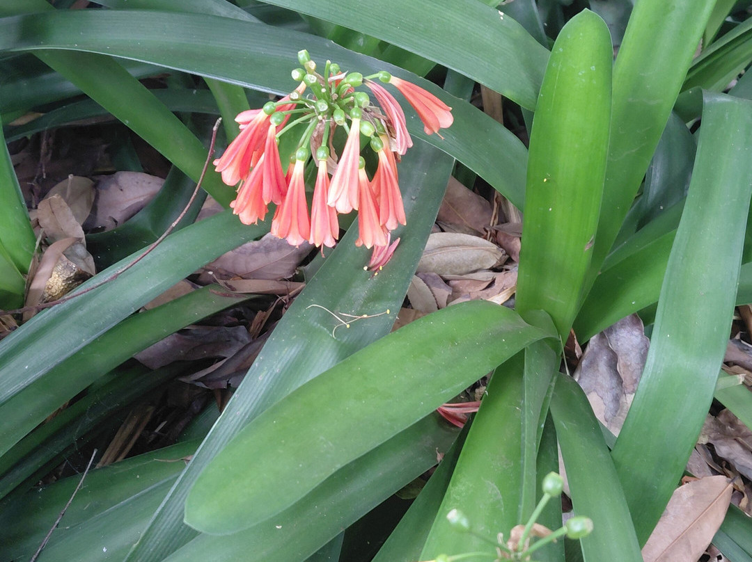 Botanischer Garten-德拉克鲁兹索尔港必去景点