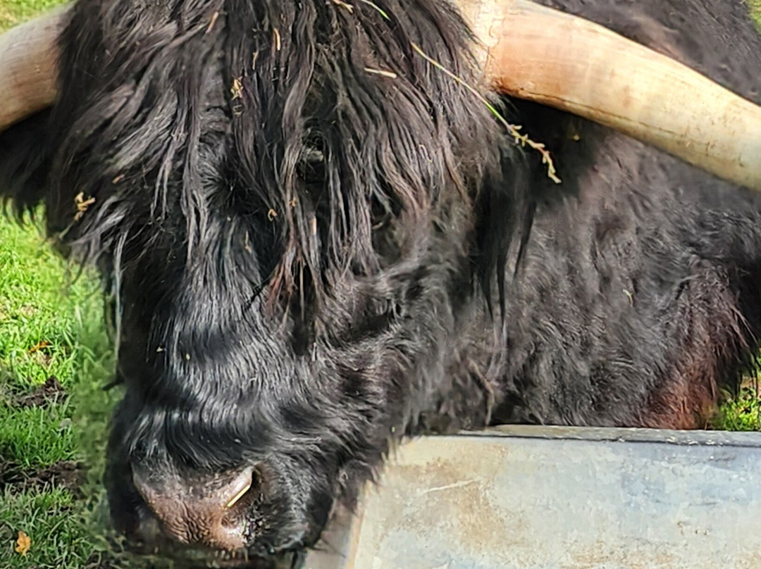 Robertson's - The Larder & Highland Cows - Beauly-Beauly必去景点