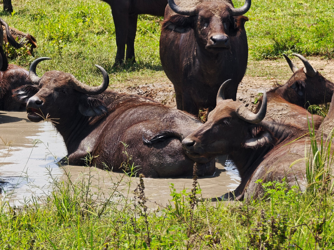 Safari Hunters UG-坎帕拉必去景点