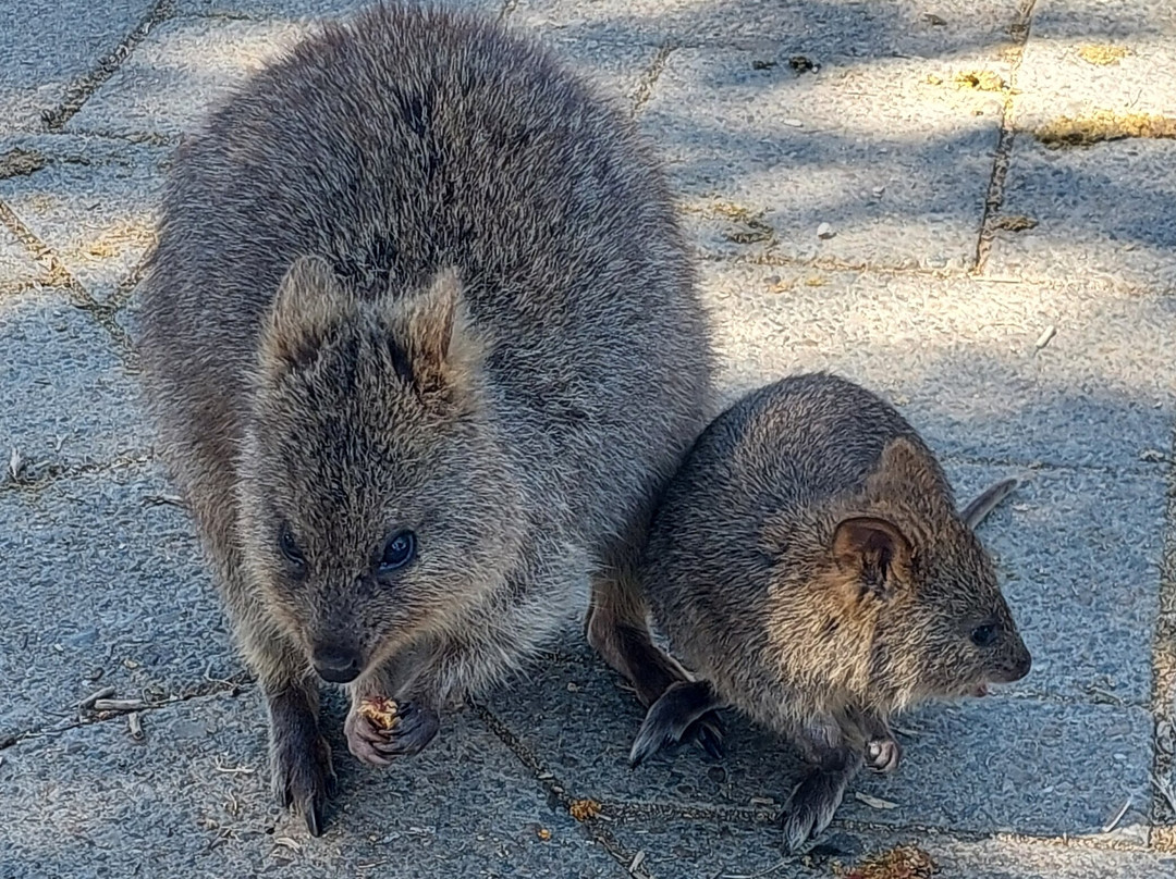 Thomson Bay-罗特尼斯岛必去景点