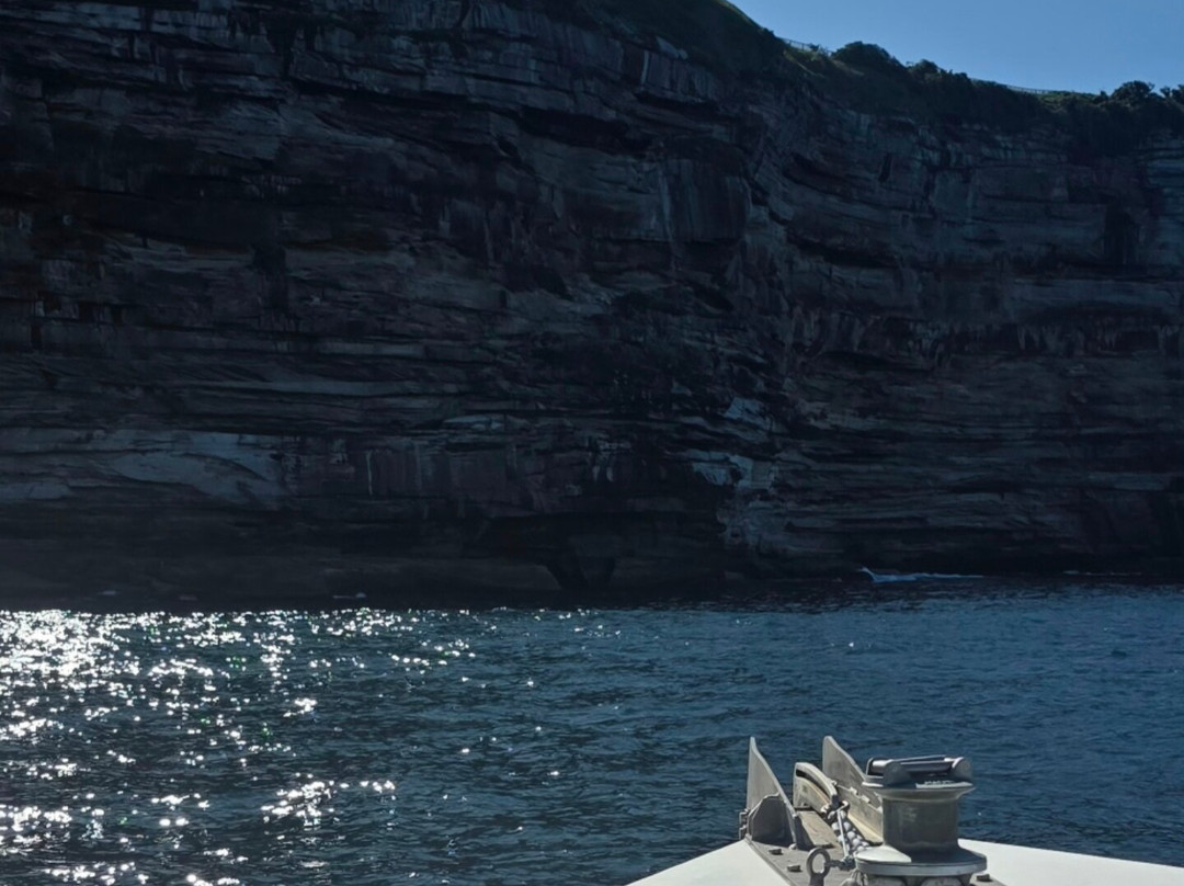 Go Whale Watching Sydney-悉尼必去景点