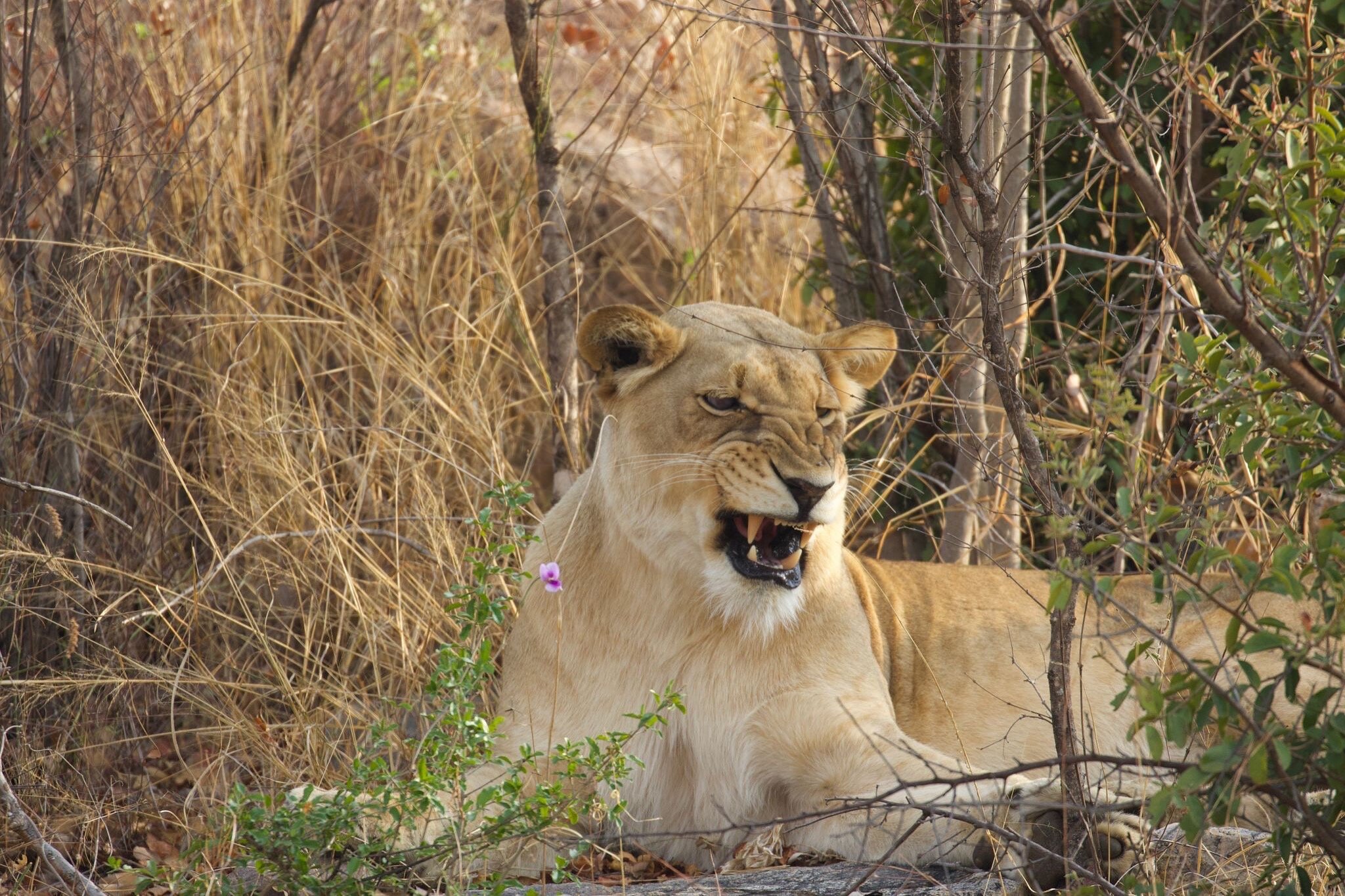 Sebatana Private Reserve-官方