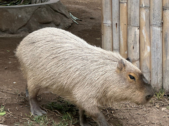 inPerú Expeditions-利马必去景点