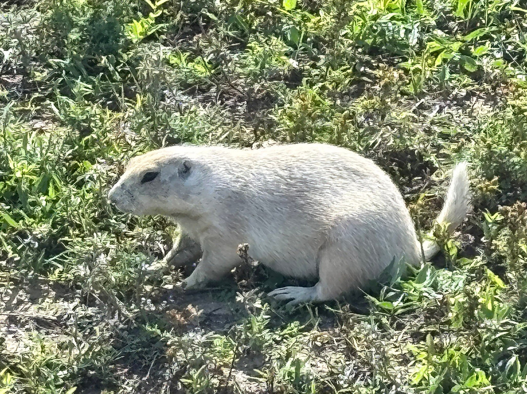 Prairie Homestead Historic Site-Philip必去景点