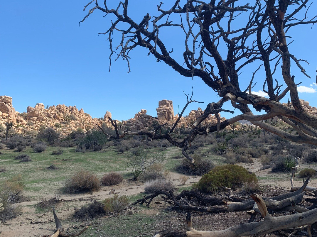 Mojave Desert-加利福尼亚必去景点