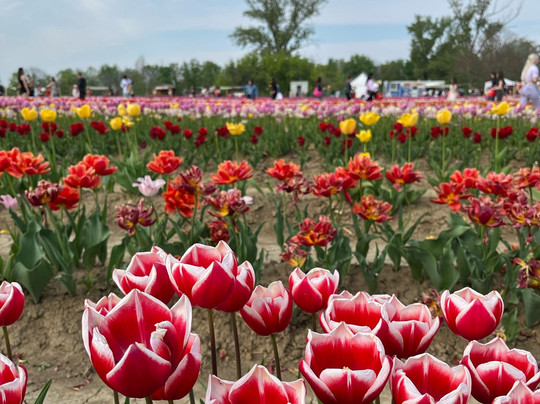Tulipark-博洛尼亚必去景点