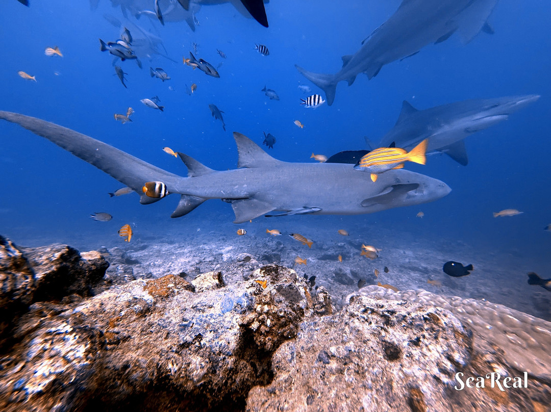 Beqa Adventure Divers-太平洋港必去景点