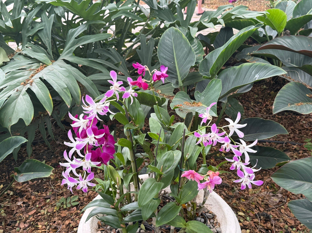 Jardin Botanico de Santiago