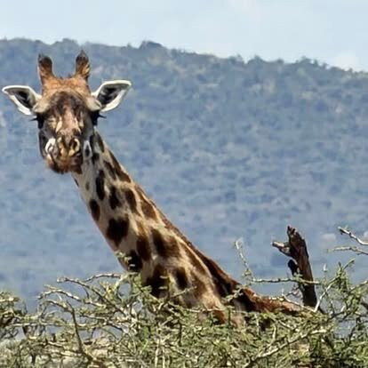 Thomson Safaris-塞伦盖蒂国家公园必去景点