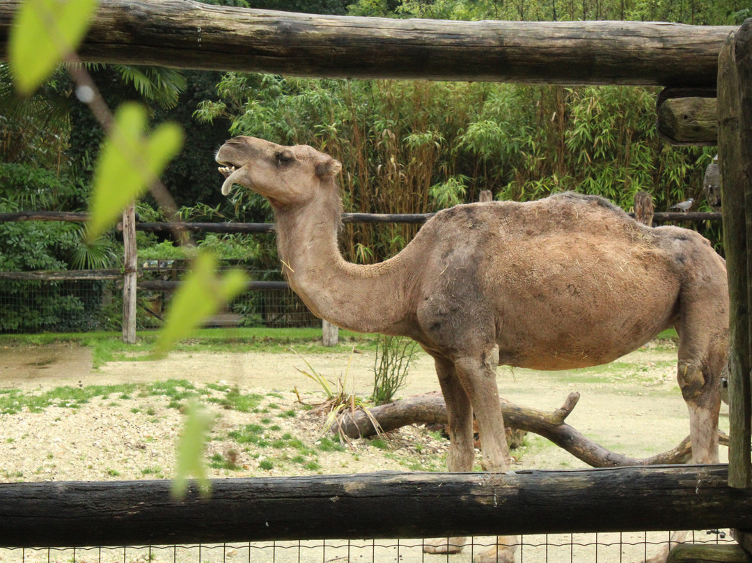 Zoo de La Fleche-La Fleche必去景点