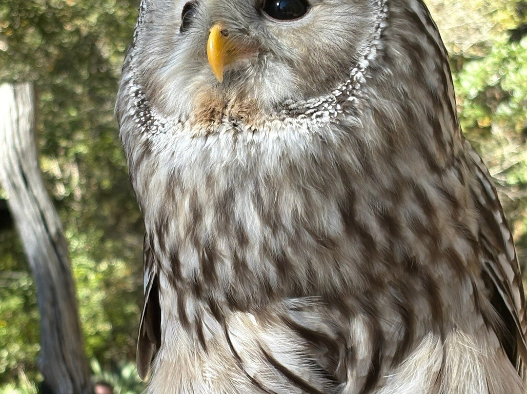 The Center For Birds Of Prey-Awendaw必去景点