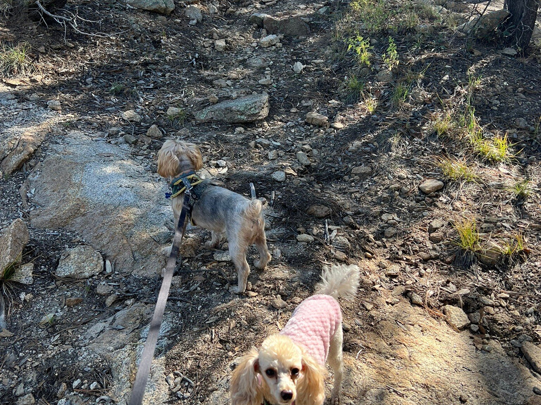 Mount Lemmon-Mount Lemmon必去景点