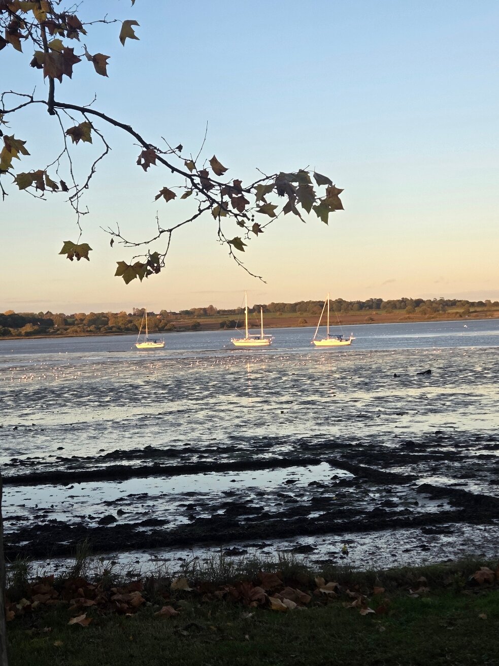 The Mistley Thorn-官方