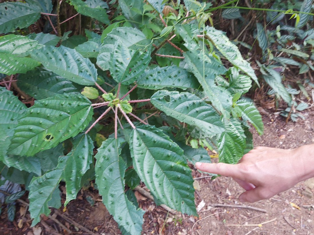 Dagami Tour Ilhabela-伊利亚贝拉必去景点