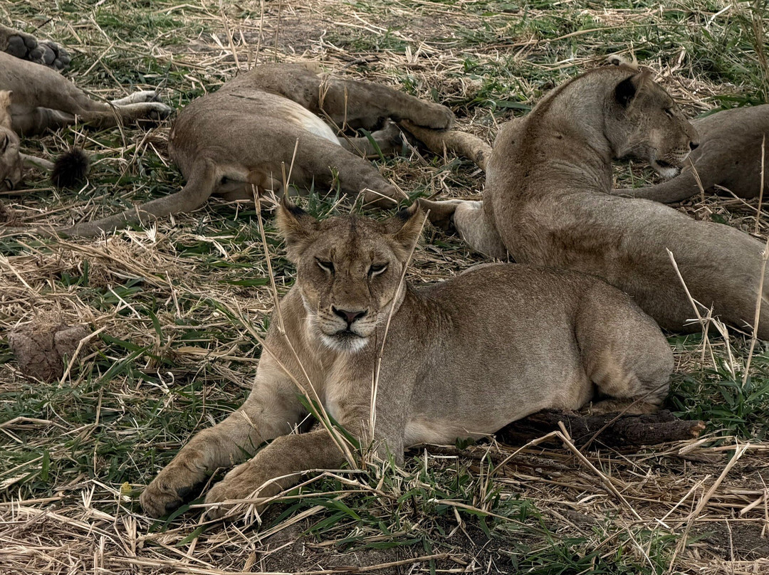 Kelvin Safaris-Mikumi必去景点