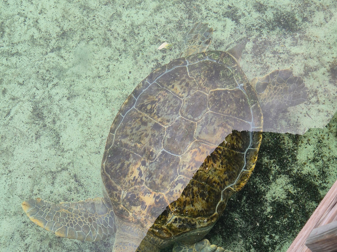 Florida Oceanographic Coastal Center-斯图尔特必去景点