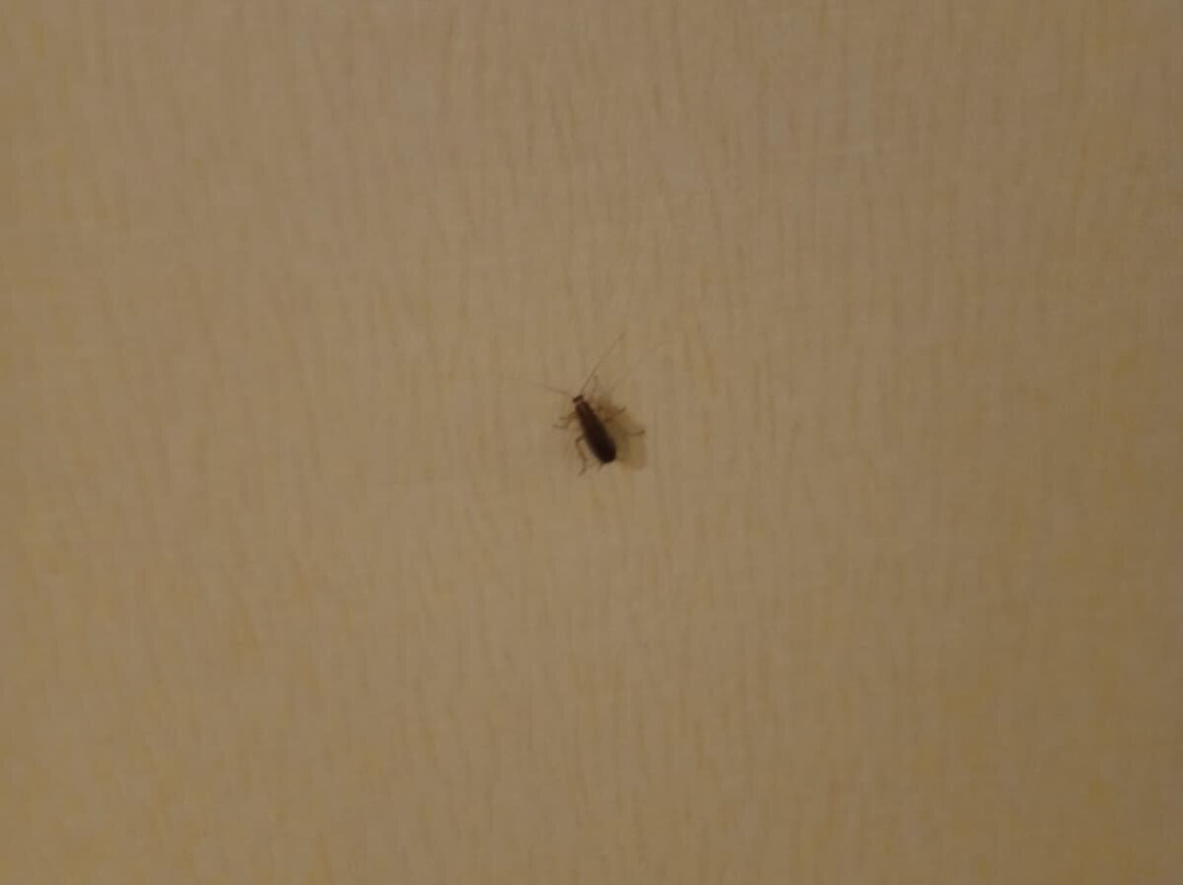 最佳西方皇后酒店主图