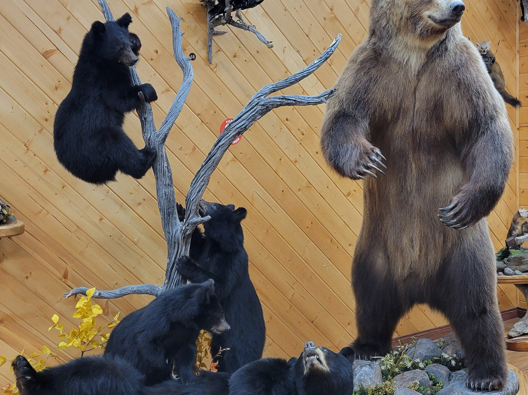 Nature's North Wildlife Gallery-黄刀镇必去景点