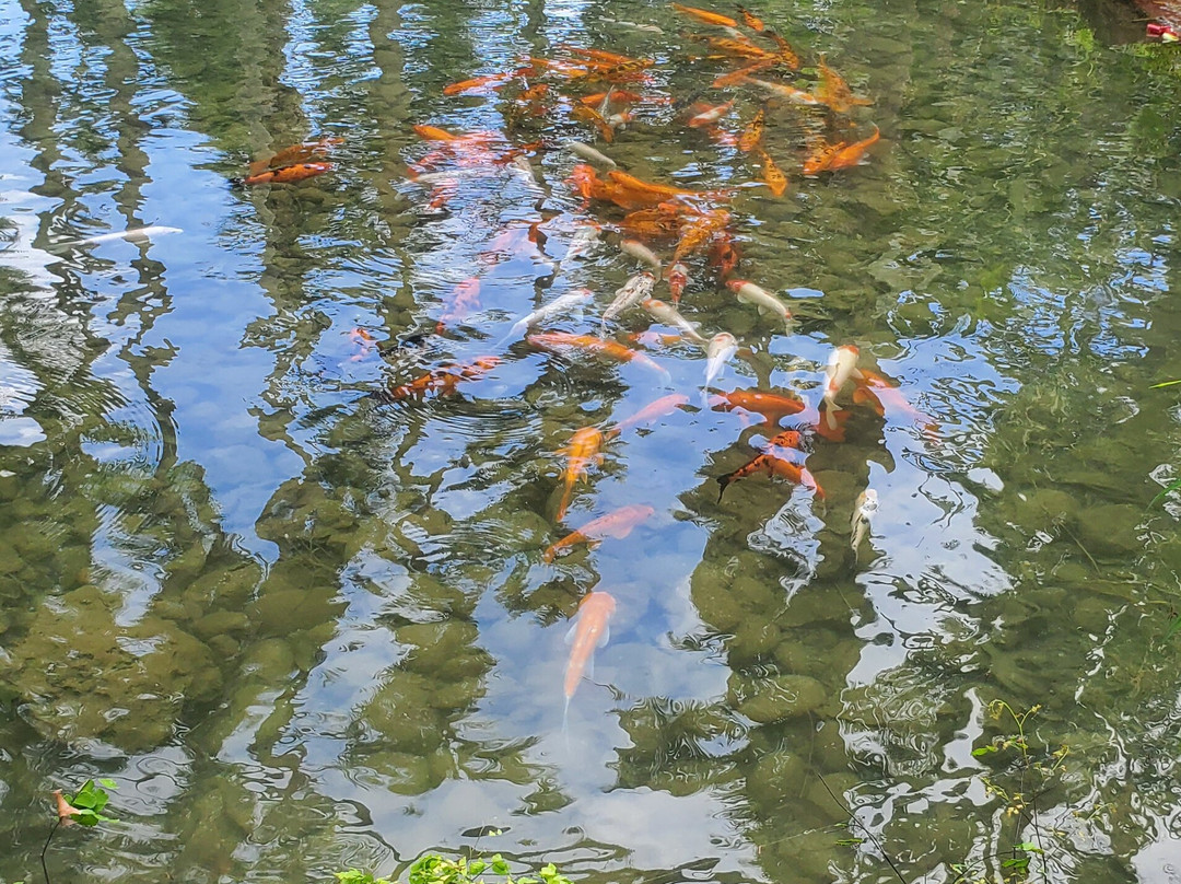 Konoko Falls & Park-奥乔里奥斯必去景点