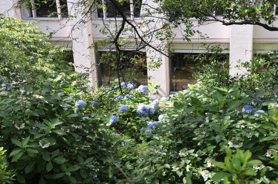 东京王子酒店樱花饭店主图