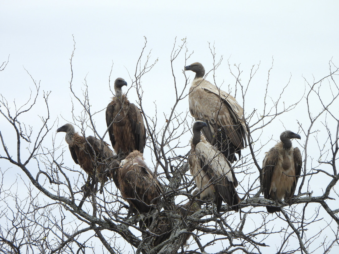 Khalanga Safaris-伐拉博瓦必去景点