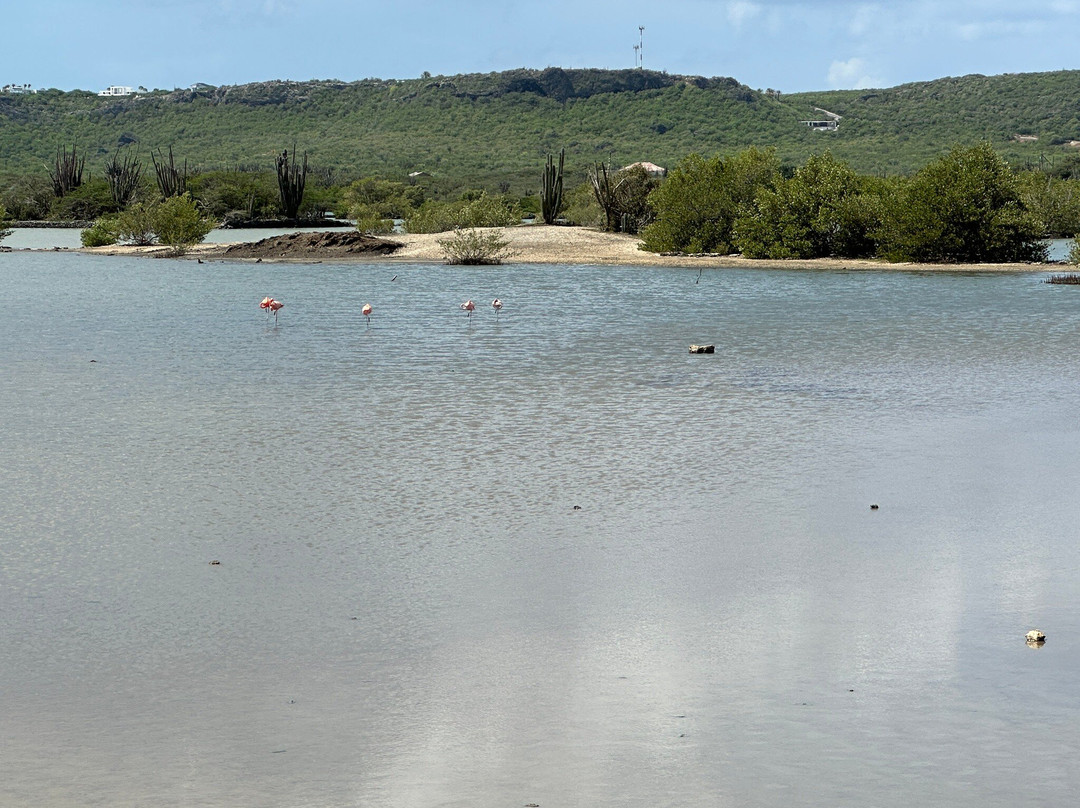 Flamingo Sanctuary Sint Willibrordus-Sint Willibrordus必去景点