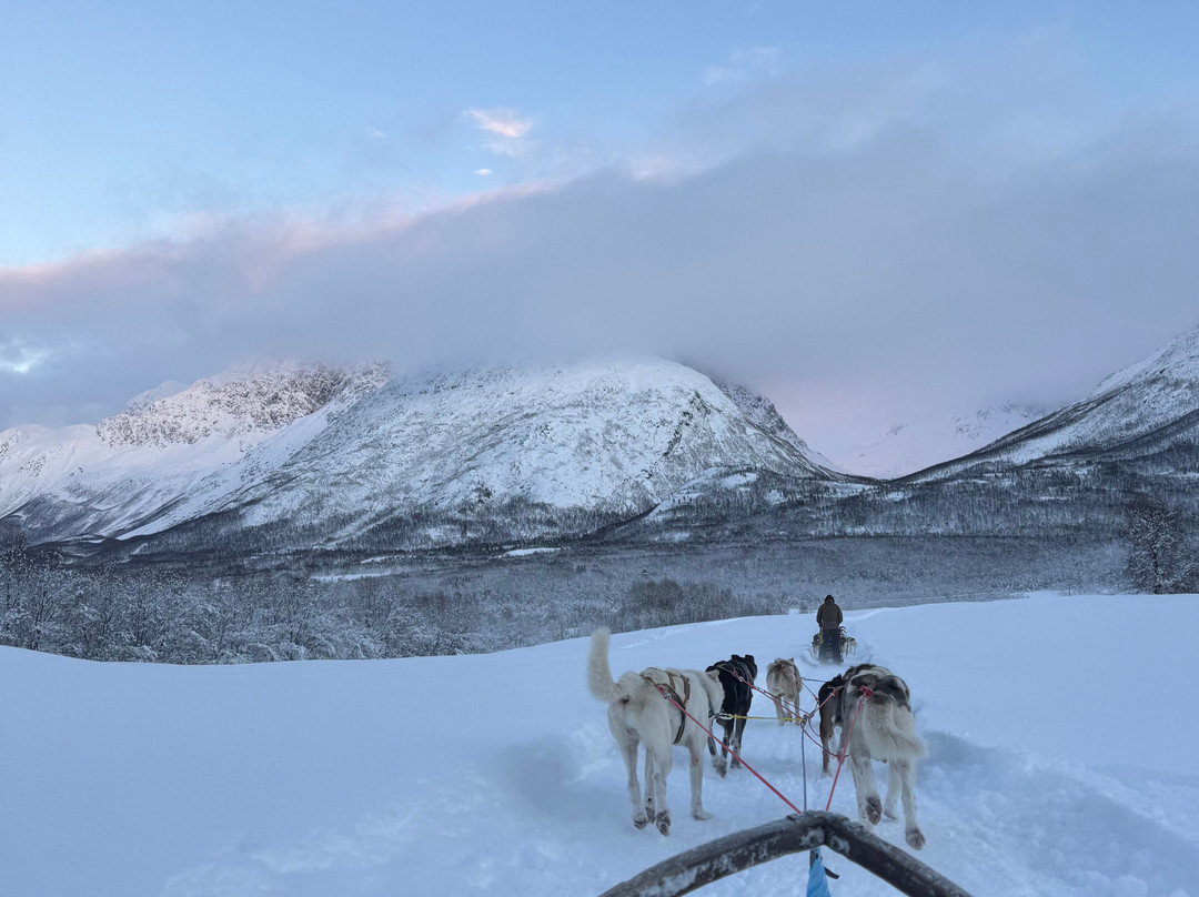 Northern Light Dog Adventure-Nordkjosbotn必去景点