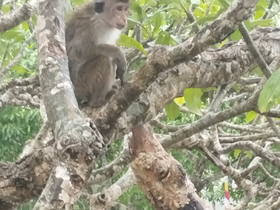 Spice Garden-Matale必去景点