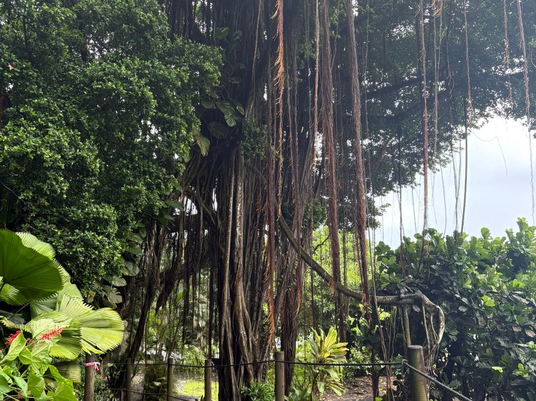 Maraa Grotto-大溪地必去景点