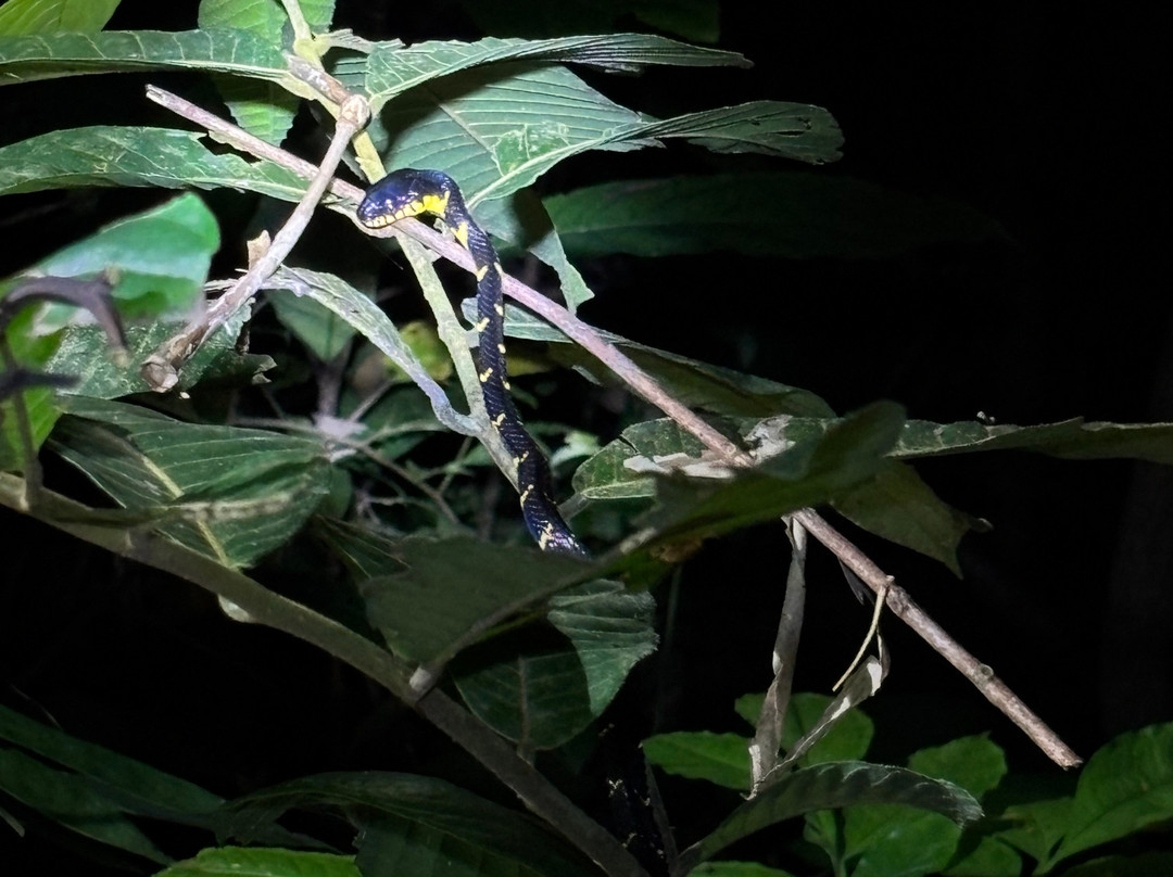 Khao Sok Travel-万打坤必去景点