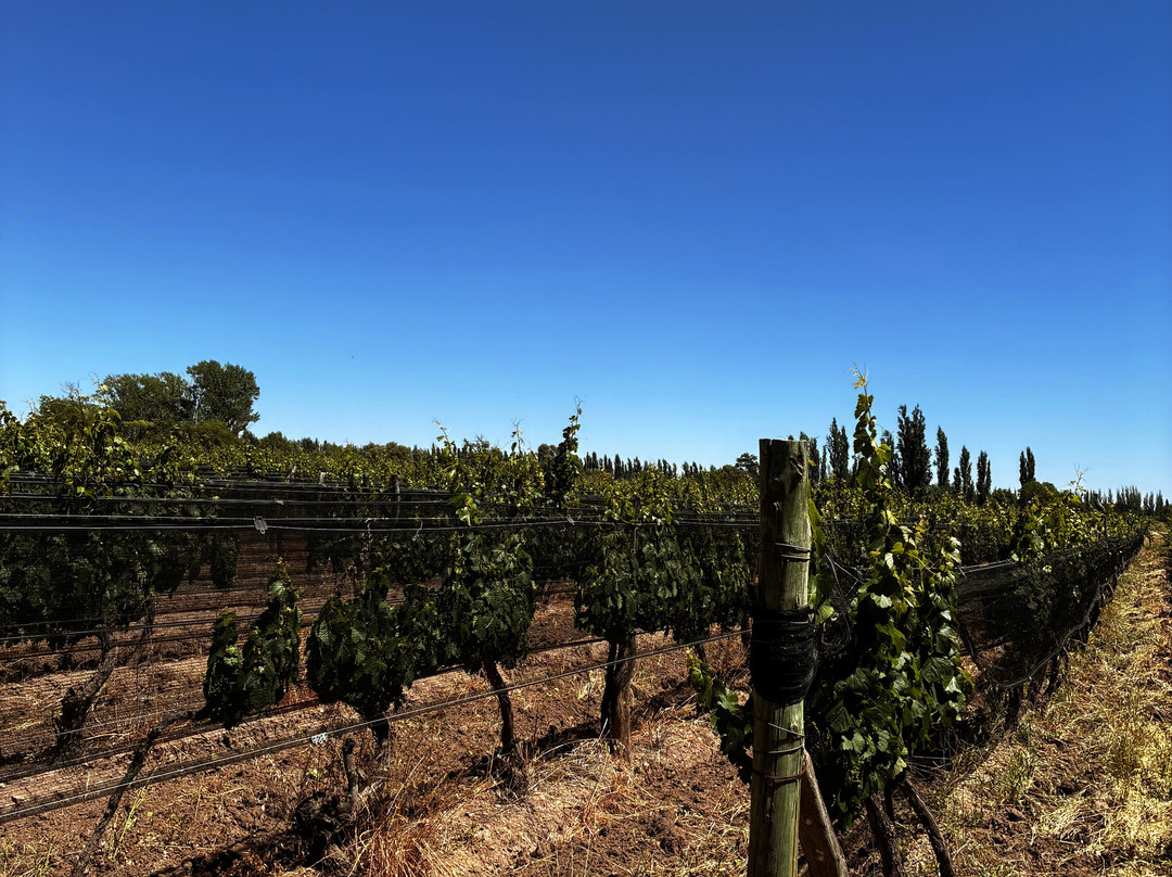 Limbo Finca & Bodega-圣拉斐尔必去景点